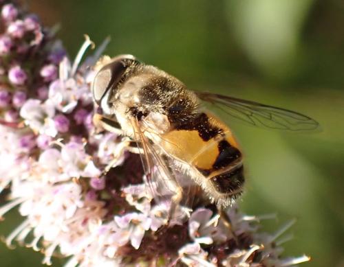 Réf. 330 985 : Eristalis sp.